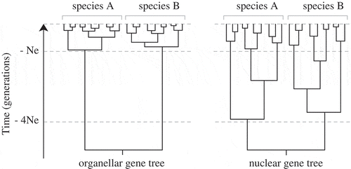 Fig. 6. Expected shapes of nuclear and organellar gene genealogies. Allelic coalescence of a neutral marker is expected to be about four times faster for organellar loci than for nuclear loci, resulting in a shorter time to arise at reciprocal monophyly and greater discontinuities between interspecific divergence and intraspecific variation (Hare, Citation2001; Palumbi et al., Citation2001; Zink & Barrowclough, Citation2008).