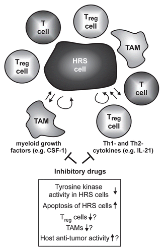 Figure 3 Simplified model of the influence of non-B cytokines on the microenvironment of HRS cells and possible consequences of their inhibition. The malignant HRS cells are surrounded by immune bystander cells like CD4+ T cells, regulatory T cells (Treg) or macrophages (among these tumor-associated macrophages, TAM). The interaction of these cells is supposed to support growth and survival of the tumor cells. Cytokines like the Th2 cytokine IL-21 or the myeloid growth factor CSF-1 are produced by the HRS cellsCitation12,Citation23 and act not only in an autocrine fashion but also paracrine on T cells and TAM. Inhibitory drugs targeting these cytokines and their associated signaling pathways might therefore not only induce growth arrest and apoptosis of the HRS cells, but also disrupt the tumor microenvironment, thereby targeting HRS cells indirectly.