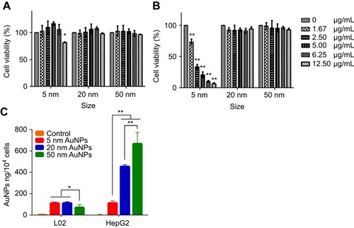 Figure 2 In vitro cytotoxicity of different sized gold nanoparticles (AuNPs) against HepG2 hepatoma cells (A) and L02 hepatocyte cells (B). Cells were treated with different concentrations of AuNPs, respectively. After 72-hr incubation, the cell viability was measured by MTT assay. (C) Cellular uptake of different sized AuNPs. Samples were collected after 24-hr exposure, and the Au content in cells was detected by inductively coupled plasma mass spectrometry. *P<0.05, **P<0.01, when compared with control.