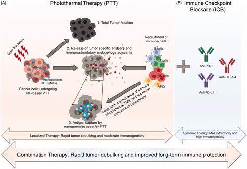 Figure 2. Schematic representation of the advantages of combination of nanoparticle-based photothermal therapy (PTT; panel A) with immune checkpoint blockade (ICB; panel B). (A) PTT can cause 1. Total tumor ablation; 2. Release of tumor-specific antigens and adjuvants by cancer cells in the tumor microenvironment (TME) that can help recruit immune cells and 3. The nanoparticles used as PTT agents can capture the released antigens and adjuvants at the TME leading to a long-lasting and improved localized immune response. (B) Addition of immune checkpoint blockade (ICB), such as aPD-1, aPD-L1 and aCTLA-4 can increase systemic immune response and produce long-term memory. Together PTT and ICB can work synergistically as an effective combination therapy for rapid tumor debulking and improved long-term tumor protection, respectively.