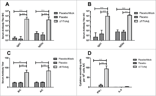 Figure 1. RSV ΔF-specific systemic humoral immune responses in mice. (A) Serum IgG1 and IgG2a titers before challenge (B/C), (B) Serum IgG1 and IgG2a titers after challenge (A/C) with RSV, (C) Serum VN antibody titers determined before (B/C) and after (A/C) RSV challenge, and (D) Numbers of IFN-γ and IL-5 secreting splenocytes determined in response to in vitro restimulation with ΔF protein. BALB/c mice were immunized once IN with ΔF formulated with TriAdj and challenged 3 weeks later with RSV. Control groups were immunized with PBS and challenged with RSV (Placebo) or mock-challenged (Placebo/mock). ELISA titers are expressed as the reciprocal of the highest dilution resulting in a value of two standard deviations above the negative control serum. Virus neutralization titers are expressed as the highest dilution of serum that resulted in <50% of cells displaying cytopathic effects. Cytokine secreting cell numbers are expressed as the difference in the number of spots between ΔF-stimulated wells and medium-control wells. Bars indicate median values with interquartile ranges. **P < 0.01; ***P < 0.001.