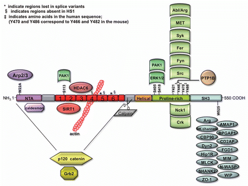 Figure 2 Cortactin domain structures. Schematic diagram of key cortactin domains and binding partners. The following abbreviations are used: NT A, N-terminal acidic domain and SH3, Src homology 3 domain. Proteins whose interaction with cortactin has been narrowed down to a particular domain are represented in the same color as the domain on cortactin. Interacting proteins shown in yellow bind the amino terminus of cortactin, which constitute the NT A + repeats domains. Amino acids that are essential for the interaction with key cortactin binding proteins, including W22 for interaction with Arp2/3 and W525 for interactions within the SH3 domain, are shown. The kinases known to phosphorylate cortactin are found above the respective sites they have been shown (or hypothesized) to phosphorylate.