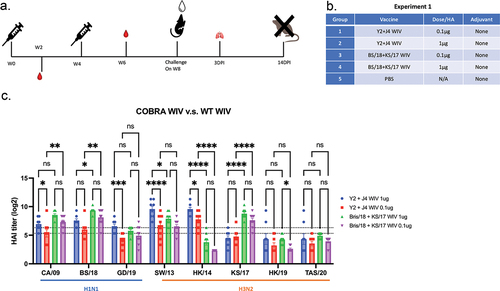 Figure 1. COBRA-WIVs elicited more broadly reactive antibodies than WT-WIV against heterologous strains.