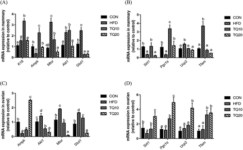 Figure 8. Effects of TQ on mRNA genes expression of mitochondrial function and metabolism. (A) In mammary K18, Ampk, Akt1, Mtor, Glut1. (B) In mammary Sirt1, Pgc1α, Ucp2, Tfam. (C) In ovary Ampk, Akt1, Mtor, Glut1. (D) In ovary Sirt1, Pgc1α, Ucp2, Tfam. Significant differences between various groups were determined by one-way analysis ANOVA test. Data are expressed as mean ± SD of n = 6/group and values were considered significantly different at p < 0.05. Different letters show significant differences between the groups at p < 0.05. CON: control. HFD: high-fat diet. TQ10: high-fat diet+ thymoquinone 10% ppm. TQ20: high-fat diet+ thymoquinone 20% ppm.