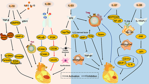 Figure 1 Interleukin 1 family in myocardial infarction. IL-18 promotes the expression of pro-fibrotic proteins, EDA-Fibronectin, Periostin, Vimentin and α-SMA, by activating the TGF-β/P-samd2/3 signaling pathway and cross-regulates with EMMRPRIN to promote MMP-9 release. IL-18 acts synergistically with IL-12 and IL-15 to induce IFN-γ release and enhances TH1-type immune responses. These mechanisms aggravate myocardial infarction. IL-36α/β promotes VCAM-1 and ICAM-1 release through NF-κB signaling pathway and aggravates endothelial cell injury. IL-36γ upregulates CD36 through the PI3K signaling pathway, promotes oxLDL secretion and aggravates atheromatous plaque progression. IL-33 stimulates ST2 receptors and activates the Yap/Taz signaling pathway, promoting conversion of cardiac fibroblasts to myofibroblasts. IL-33 binds to ST2 and amplifies the group 2 innate lymphocyte population, including IL-13, Areg and BMP-7. IL-13 promotes M2-type macrophage polarization, BMP-7 inhibits the TGF-β1 signaling pathway and Areg acts directly on cardiomyocytes. IL-37 inhibits NOTCH1 and NF-κΒ signaling pathways, promotes the M2 conversion of macrophages and reduces the secretion of pro-inflammatory factors and chemokines, inhibiting myocardial infarction progression. IL-38 binds to the IL-1RAPL1 receptor to exert anti-inflammatory effects through the JNK/AP1 signaling pathway and alleviate myocardial infarction.