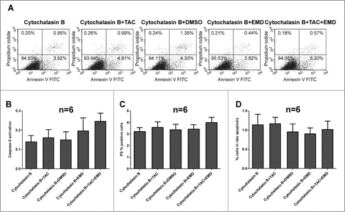 Figure 5. Cytochalasin (B)inhibits the pro-apoptotic effects in TAC-, EMD638683- and TAC+EMD638683-treated MCF-7 cells. Original dot-plots (PI/Annexin V) (A) of a representative expriment demonstrating TAC-, EMD638683 and TAC+EMD638683-treated MCF7 cells in the presence of 1 μM cytochalasin B. Flow cytometry results after a 24h treatment in the presence of 1 μM cytochalasin B of MCF-7 cells treated with 100 nM TAC, 50 μM EMD638683 or TAC+EMD638683 following staining with conjugated inhibitor of active Caspase-3 (FITC-DEVD-FMK) (B), with FITC conjugated Annexin V (C) and propidium iodide (PtdIns) (D). Presented results are arithmetic means ± SEM (n = 6). Note that no significant effects of TAC and EMD638683-treatment were observed in the presence of 1 μM cytochalasin B.