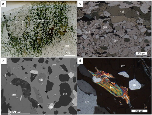 Figure 4. Representative images of D1–2 assemblages for sample TH99 from the amphibole gneiss unit. (a) Scanned image of polished thin-section showing coarse grain of garnets (grn) associated with hornblende–plagioclase–biotite–quartz (hbl–plg–bio–qtz), in which the hornblende and biotite are aligned with the S1 fabric. The white box area is enlarged in (b). (b) Granoblastic hornblende (hbl) aligned in S1–2, bounding a large garnet grain (grn) with inclusions of hornblende, quartz (qtz) and ilmenite (ilm) under plane-polarised light. (c) SEM image showing inclusions of quartz (qtz), hornblende (hbl) and ilmenite (il) inside a garnet grain. (d) Biotite (bio) and quartz (qtz) inclusions in garnet (grn) under cross-polarised light.