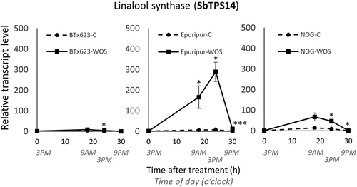 Figure 6. Expression analysis of putative sorghum linalool synthase SbTPS14.