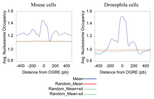 Figure 4 OGREs are predicted to have high intrinsic nucleosome occupancy. The average predicted intrinsic nucleosome occupancy was computed for a 1 kb around the most significant OGRE occurrences associated with Oris. Shown is the predicted average occupancy for mouse (A) and Drosophila (B) Oris centered on the mouse OGRE motif. As a control, a similar number of sites were distributed randomly and the average nucleosome occupancy was calculated around these sites. The control randomization was repeated 20 times and its mean and standard deviation are plotted in red and green, respectively. Nucleosome occupancy was normalized to the mean genome occupancy that is 1.