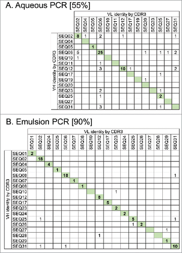 Figure 2. Maintenance of VH and VL pairing during batch reformatting of a mini-library of 31 scFvs with known sequences to full-length IgG. Antibody amplification steps of the reformatting process were done using either standard aqueous PCR conditions (A) or using emulsion PCR where DNA templates are separated within water-in-oil droplets (B). scFv DNA sequences from each pool were identified by their VH and VL CDR3 sequences. Numbers in the table show IgG sequences observed with the certain VH and VL combinations indicated. IgG having the original VH-VL pairing are indicated by shading. Values in square brackets indicate the % correct pairing rate in each population from 86 or 87 scFv sequences analyzed.