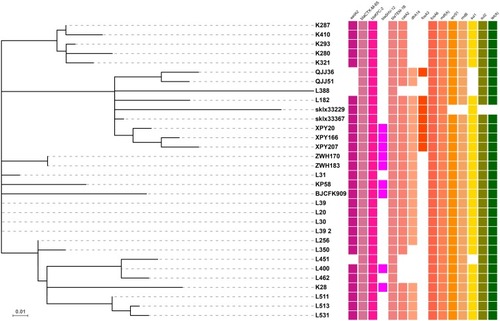 Figure 1 Recombination-filtered core genome phylogeny and the distribution of antimicrobial resistance genes for ST11 K. pneumoniae isolates recovered from Hangzhou, China. The cell in different colour indicates the presence of the gene while the blank cell indicates the absence of the gene.