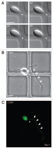 Figure 1 Axon selection can be predicted. (A) Time-lapse analysis of a freshly isolated rat hippocampal neuron. The cell has a dynamic sprout (asterisk). (B) The same cell as in (A), cultured for two days, formed an axon (arrows) from the place of the initial sprout (asterisk). (C) Tau-1 immunostaining confirmed the axonal identity of the neurite highlighted in (B). Time: minutes; scale bar: 10 mm.