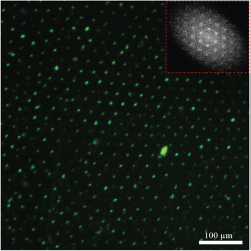 Figure 13. The illumination of QD cluster arrays. A fluorescent microscopy image shows the hexagonal arrays of QD clusters as TFCDs were formed. Inset is two-dimensional FFT image [Citation106].