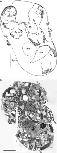 Figure 3.  Transmission electron micrograph of a Mesodinium rubrum cell showing two macronuclei and the symbiont nucleus. Also shown is a schematic drawing of the section, indicating the delimitation of the symbiont. ma, macronucleus; sn, symbiont nucleus. Scale bar = 5 µm.