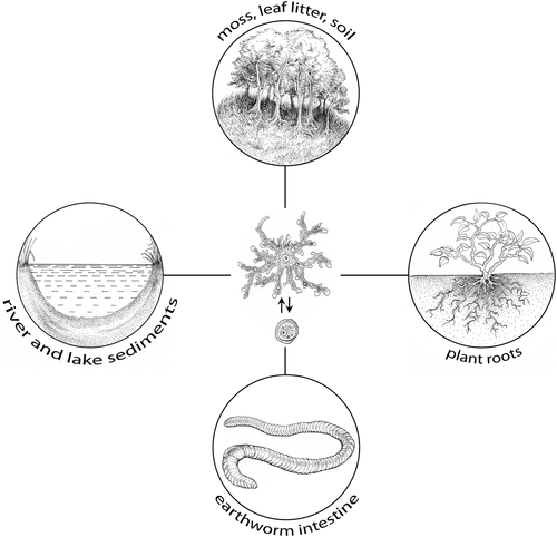 Figure 2. Known habitats of Leptomyxa spp. The life cycle of Leptomyxa spp. illustrated in the centre of the figure comprises trophozoite and cyst stages.