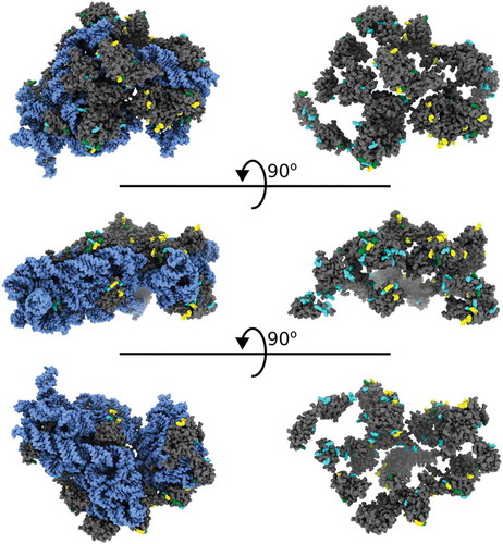 Figure 3. MS/MS lysines colored to match their acetylation state displayed on the 30S subunit of the 70S ribosome. 16S RNA is blue, 30S proteins are grey, deutero-acetyl lysine is cyan, acetyl lysine is yellow and mixed is yellow