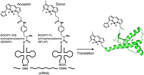 Fig. 1. Schema of double-fluorescent labeled PrP synthesis.