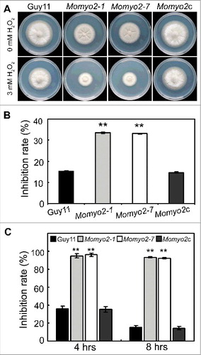 Figure 5. The Momyo2 mutants are hypersensitive to H2O2. (A) Mycelia growth of the Momyo2 mutants under oxidative stress. The indicated strains were inoculated on CM with or without 3 mM H2O2 and cultured at 28 °C for 5 d. (B) Statistical analysis of the inhibition rate of the tested strains under oxidative stress. The colony diameters of the testing strains were measured and subjected to statistical analysis. (C) Statistical analysis of germinated conidia under oxidative stress. Conidia germination rates were measured and analyzed after treatment with or without 3 mM H2O2. Three repeats were performed and similar results obtained. Error bars represent the standard deviations and asterisks represent significant differences (p < 0.01).