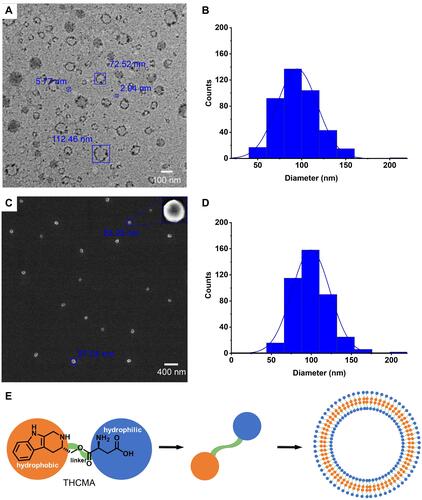 Figure 4 TEM and SEM images, nanoparticle-size distribution, and proposed self-assembly pattern of THCMA nanostructure. (A) TEM of 0.1 μM THCMA water solution at pH 7. (B) Statistical nanoparticle size distribution of THCMA on TEM (n=400). (C) SEM of lyophilized powder of THCMA. (D) Nanoparticle size distribution of THCMA on SEM (n=400). (E) Proposed self-assembly pattern of THCMA nanostructure.