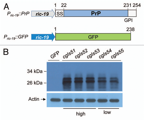 Figure 1 Creating transgenic C. elegans lines that express mouse prion protein (PrP). (A) Shown are Pric-19::GFP and Pric-19::PrP constructs, which contain the green fluorescence protein (green box) and the full-length PrP (1–254) (grey box) including the indicated N-terminal signal sequence (1–22) and the C-terminal site (231) for GPI anchoring, respectively. The ric-19 promoter (blue arrow) is also indicated. (B) After co-injection of the Pric-19::GFP and Pric-19::PrP constructs into the gonads of healthy young adult worms, five integrant lines expressing both GFP and PrP were obtained (see Materials and Methods). Shown are immunoblot analyses of the five lines using a PrP specific monoclonal antibody 3F4 and anti-actin. An integrant line expressing GFP alone was included as control.