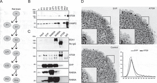 Figure 1. Synaptic ATG9 resides on vesicles resembling synaptic vesicles in size and density but represent a distinct vesicle class. (A) scheme depicting the fractions generated during subcellular fractionation of rat brain during isolation of synaptic vesicles. H, homogenate, P1, P2, and S1, S2, pellets and supernatants, respectively, of the initial centrifugation steps; LP1, LP2, LS1, LS2, pellets and supernatants generated after differential centrifugation of osmotically lysed P2 (synaptosomes); PK1, SV fractions eluted from the final size-exclusion column containing membrane fragments and synaptic vesicles, respectively (see text for details). The supernatant obtained after lysis of synaptosomes (LS1) was used as starting material (input) for the immuno-isolations. (B) immunoblots of fractions (equal amounts of protein loaded) for the vesicle marker VAMP2/SYB2 and ATG9, showing co-enrichment of both proteins during SV isolation. The blot is representative of three biological replicates. (C) immuno-isolation of vesicles using magnetic beads coated with monoclonal mouse antibodies specific for SYP (synaptophysin), RAB3A, RAB5A, and monoclonal rabbit ATG9. Beads coated with sheep IgG were used to control for nonspecific adsorption. Rb IgG band represents the IgGs that were used for immuno-isolation and that cross-react with the detection antibody. Note the cross-reaction of the ATG9 detection antibody with a nonspecific band (asterisk). The blot is representative for at least two biological replicates (see Figure S1). (D) transmission electron microscopy of the magnetic beads after immuno-isolation reveals that ATG9-containing vesicles are very similar (albeit slightly more heterogeneous) to synaptic vesicles. Scale bar: 200 nm. Graph: histogram showing the diameter distribution of ATG9 and SYP vesicles, respectively, bound to the beads. Bar: 200 nm.