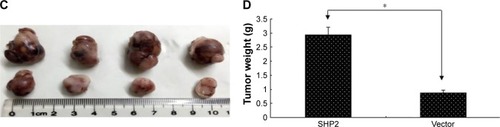 Figure 6 SHP2 overexpression promotes tumor growth and tumor angiogenesis in a mouse xenograft model.