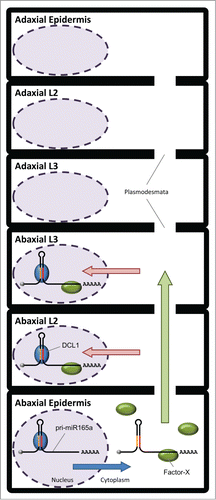 Figure 2. Schematic model of a possible scenario for the confinement of miR165 activity pattern dependent on the MIR165A primary transcript (pri-miR165a) in leaf primordia. In the abaxial epidermal cells, a part of pri-miR165a is exported from the nucleus to the cytoplasm (blue arrow), and Factor-X binds to the 3' end-region of the pri-miR165a. The pri-miR165a/Factor-X complex moves to the abaxial L2 and L3 cells through plasmodesmata (green arrow). In the abaxial L2 and L3 cells, the pri-miR165a/Factor-X complex is imported into the nucleus (red arrow), and the pri-miR165a is dissected by DCL1 in the nucleus.