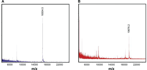 Figure S2 MALDI-TOF mass spectrum of HSPG41C nanocages and HSPG41C-preS1 nanocages. GHSPG41C nanocages (A); HSPG41C-preS1 nanocages (B).Abbreviation: MALDI-TOF, matrix-assisted laser desorption/ionization time of flight.
