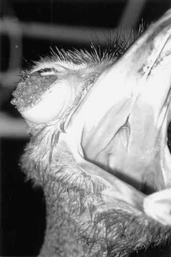 Figure 1. Macroscopical view of the mass in the right eye of the ostrich.