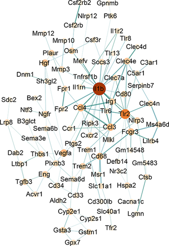 Figure 4 The interaction of specific DEGs in the PI versus H comparison was visualized in the PPI network complex with a correlation coefficient > 0.7, nodes: proteins, edges: interaction of the proteins. The color of the dot represents the number of interacting proteins (light to dark red represents the number of interacting proteins that have increased), and the thickness of the line displays the correlation coefficient between proteins (the closer the correlation is to 1, the thicker the line is, and the more vital the protein interaction is).