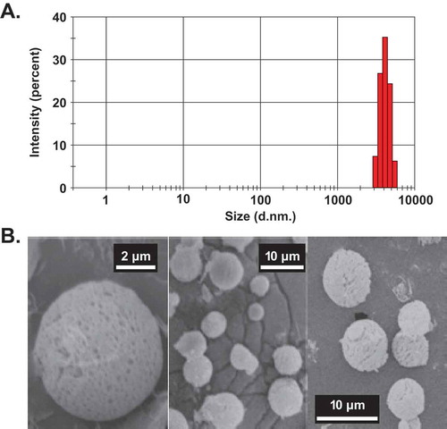 Figure 1. Size and in vitro release profile of VEGF-A165-loaded microparticles.(a) Size distribution of VEGF-A165-loaded microparticles analyzed by DLS. (b) SEM image of VEGF-loaded microparticles. DLS represents dynamic light scattering. The diameter of the VEGF-loaded microparticles was ~4.2 µm. 1000 nm = 1 µm.