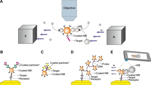 Figure 1 Illustration of the signal amplifications methods based on magnetic particles.Notes: (A) Depiction of the experimental setup and magnetic accumulation-based signal amplification method presented in this paper. (B–D) Existing signal amplification techniques using MB. (B) After the separation step, target molecule captured on the sensor surface, additional particles coated with biomolecules bind to coated MB for signal creation and amplification.Citation46 (C) Probe particles, such as gold nanoparticles, coated with biomolecules bind to target molecule and create/amplify signal.Citation26 (D) To increase the sensitivity, rolling circle amplification method is used to increase the binding sites for magnetic particles.Citation22 (E) Illustration of the future work: complete biosensing method, including mobile device for acquiring images, magnetic accumulation-based signal amplification, and specifically capturing target molecule on the surface of a biochip. Base bead (coated MB for capturing and separation) together with the attached beads is inside the magnetic field. *Particles coated with biomolecules.Abbreviations: DNA, deoxyribonucleic acid; MB, magnetic beads; H, applied external magnetic field; S, magnet’s south pole; N, magnet’s north pole.