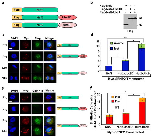 Figure 2. The expression of the Nuf2-Ubc9 fusion protein rescues the defects in CENP-E kinetochore localization and chromosome congression caused by SENP2 overexpression. (a) The constructs encoding Flag-Nuf2, Flag-Nuf2-Ubc9D with catalytically dead Ubc9 mutant, and Flag-Nuf2-Ubc9 with Ubc9 wild type. (b) 293T cells were transfected with the indicated DNA constructs and analyzed by immunoblotting with anti-Flag antibody. (c–f) HeLa cells were co-transfected with two constructs encoding Myc-SENP2 and one of the Flag-tagged proteins, Flag-Nuf2, Flag-Nuf2-Ubc9D, or Flag-Nuf2-Ubc9, for 48 h followed by immunofluorescence microscopy with anti-Flag and anti-Myc antibodies (c, d) or anti-Myc and anti-CENP-E antibodies (e, f) (Pro, prophase and prometaphase; Met, metaphase; Ana, anaphase; Ana/Tel, anaphase and telophase). Bar, 10 μm. (d, f) The portion (%) of mitotic cells with both Myc and Flag staining and present at Met and Ana/Tel (n ≥ 100 mitotic cells for each co-transfection) (d), and the fraction (%) of mitotic cells with both Myc and CENP-E staining (n ≥ 100 mitotic cells for each co-transfection) (f) were determined by DAPI staining and immunofluorescence microscopy. The plotted values are the means ± standard error of the mean (SEM) from three independent experiments (*: p < 0.05; **: p < 0.01; NS: not significant; Student’s t test)