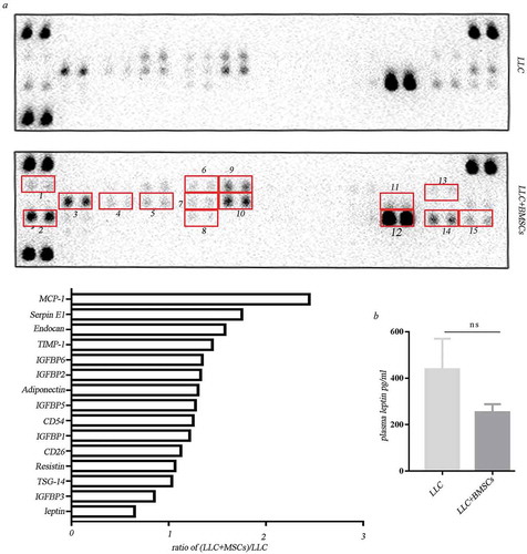 Figure 5. Leptin exerted function locally but not systemically. (a) Adipokine array profiling. Determination of expression was based on a comparison of the captured antibody of interest to the positive controls. The signals were captured and the intensity of the dots was quantified using a Bio-Rad ChemiDoc XRS system (Bio-Rad, CA, USA). The resulting images were analyzed using Image J to measure the expression of various targets. A positive control was used to normalize the results from the different membranes being compared. To compare the signal intensities, the relative expression levels are shown below. 1. Adiponectin; 2. CD26/DPP4; 3. Endocan; 4.CD54; 5.IGFBP-1; 6.IGFBP-2; 7. IGFBP-5; 8.TSG-14; 9. IGFBP-3; 10. IGFBP-6; 11. Leptin; 12. Resistin; 13. MCP-1; 14. SerpinE; 15. TIMP-1. (b) Elisa analysis of plasma leptin in mice receiving LLC injection alone or the co-injection with LLC and MSCs.