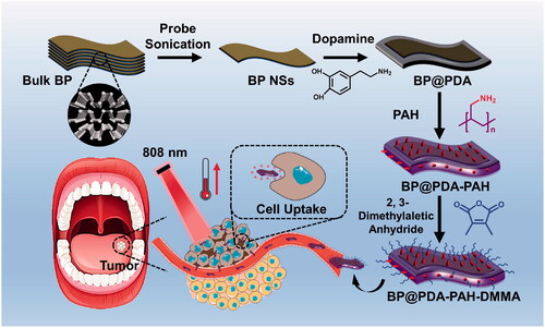 Figure 1. Schematic diagram of the preparation and treatment process of BP@PDA-PAH-DMMA nanomedicine for oral cancer therapy.