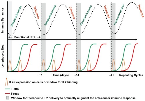 Figure 2 Alternating interleukin-2 “feedback” induced homeostatic oscillation of T effector cells followed by T regulatory cells.Notes: This “functional unit” of the (acute) immune response consists of responsiveness, then tolerance, to antigen stimulation. Chronic antigen persistence and stimulation produces the observed alternating inflammatory/immune oscillation or cycle (upper figure). The repeating cycle is hypothesized to create recurring narrow therapeutic windows (of approximately 12 hours wide) where the immune response can be driven in the direction of responsiveness or tolerance. The typical sigmoidal alternating T effector cell and T regulatory cell rapid sigmoidal expansion curves showing the predicted respective positions of maximal susceptibility for therapeutic intervention using agents such as interleukin-2 (lower figure). On the basis of mathematical probability this potentially explains why timing of administration of IL2 therapy may ultimately govern and restrict complete response efficacy to approximately 7% of patients.