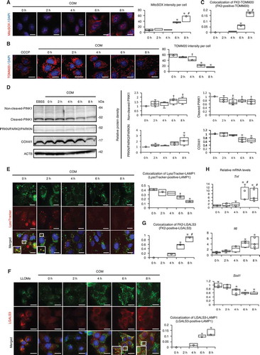 Figure 3. Impaired autophagic activity causes mitochondrial and lysosomal dysfunction. (A) MitoSOX fluorescence intensity showing mitochondrial ROS of RTCs treated with COM and counterstained with DAPI (blue); (B) Intensity of TOMM20 staining (red) in RTCs counterstained with DAPI (blue) after COM exposure. To uncouple mitochondrial oxidative phosphorylation, we treated cells with 10 μM carbonyl cyanide m-chlorophenyl hydrazine (CCCP) for 8 h. (C) Colocalization of FK2-TOMM20 puncta per cell in RTCs after COM exposure. (D) Relative protein density, determined by western blotting of non-cleaved and cleaved PINK1, PRKN/PARK2/PARKIN, and COX4I1 (n = 5). For starvation treatment, we cultured cells with Earle’s balanced salt solution (EBSS) for 2 h without COM treatment. (E) Colocalization of LysoTracker-LAMP1 puncta per cell in RTCs stained with LysoTracker Red, immunostained for LAMP1 (green), and counterstained with DAPI (blue) after treatment with COM (right). (F) Colocalization of LGALS3-LAMP1 puncta per cell in RTCs after COM exposure, immunostaining for LAMP1 (green) and LGALS3 (red), and counterstaining with DAPI (blue). To disrupt the lysosomal membrane, 500 mM LLOMe, a lysosomotropic compound, was used. (G) Colocalization of FK2-LGALS3 puncta per cell in RTCs after treatment with COM. (H) Quantification of gene expression (Tnf, Il6, and Sod1) in RTCs upon COM exposure (n = 5). Mean intensities of MitoSOX and TOMM20 per cell, measured using ImageJ. At least 30–50 cells were counted (n = 3). Colocalization of FK2-TOMM20 (FK2-positive-TOMM20), LysoTracker-LAMP1 (LysoTracker-positive-LAMP1), LGALS3-LAMP1 (LGALS3-positive-LAMP1), and FK-LGALS3 (FK2-positive-LGALS3) puncta per cell, measured using ImageJ (Manders coefficients were calculated). At least 30–50 cells were counted (n = 3). Scale bars: 20 μm (A–B, E–F). Each value at 0 h was adjusted to ‘1’ as a reference (D). *P < 0.05 versus 0 h, 2 h, and 4 h; #P < 0.05 versus 6 h; †P < 0.05 versus 0 h (A–G). *P < 0.05 versus 0 h and 2 h, #P < 0.05 versus 4 h (H).