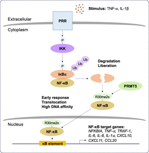 Figure 3 The role of PRMT5 during inflammation. Protein arginine methyltransferase 5 (PRMT5) positively regulates the nuclear factor kappa B (NF-κB) pathway. Pattern recognition receptor (PRR) stimulation by tumor necrosis factor-alpha (TNF-α) and interleukin-1 beta (IL-1β) results in the activation of inhibitor of kappa B (IκB) kinase (IKK). IKK activation leads to proteasomal degradation of IκB alpha (IκBα). This liberates NF-κB and allows PRMT5 to symmetrically dimethylate (Rme2s) the NF-κB subunit, RelA/p65, at R30. Symmetric dimethylation of NF-κB increases its affinity for kappa B (κB) sites with the consensus sequence 5’-GGGRNYYYCC-3’, where R is an unspecified purine, Y is an unspecified pyrimidine, and N is any nucleotide, and this supports the activation of promoters regulating NF-κB target genes. Symmetric dimethylation of NF-κB is postulated to function as an early response in NF-κB activation.