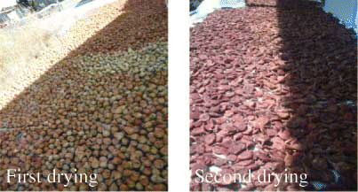 FIGURE 1 Traditional pear drying method. (Figure is provided in color online.)