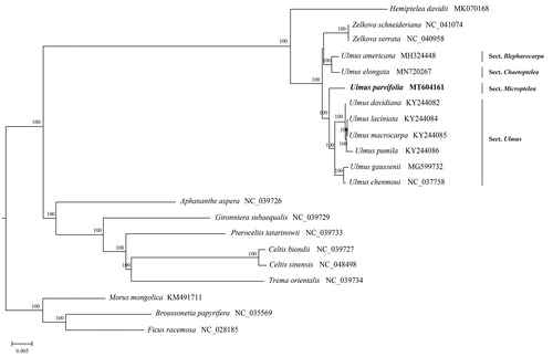 Figure 1. Phylogenetic tree reconstruction of 21 taxa with maximum-likelihood method based on complete chloroplast genomes sequences. Bootstrap values based on 1000 replicates were provided near branches. Ulmus parvifolia is highlighted in bold.