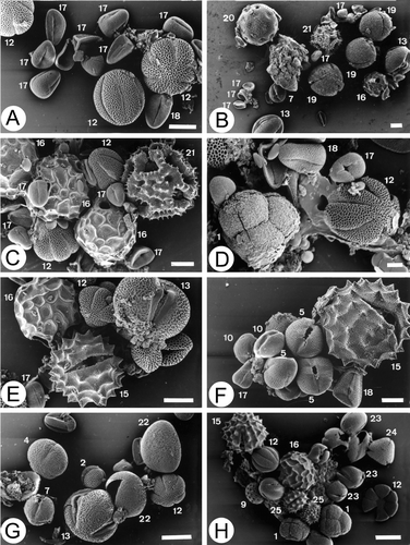 Figure 9 A–H. SEM micrographs of pollen in some multifloral honeys: (A) Sample 4.01; (B) Sample 4.01; (C) Sample 6.01; (D) Sample 6.01; (E) Sample 5.01; (F) Sample 10.01; (G) Sample 1.00; (H) Sample 9.02. Erica arborea; (3) Brassica‐type; (4) Rumex sp.; (5) Chamaecytisus proliferus‐type; (7) Aeonium‐type; (9) Others Amaranthaceae‐Chenopodiaceae; (10) Castanea sativa; (12) Origanum vulgare ssp. virens‐type: Micromeria hyssopifolia; (13) Euphorbia obtusifolia; (15) Galactites tomentosa‐type; (16) Bituminaria bituminosa; (17) Echium sp.: E. aculeatum, E. hierrense, E. strictum; (18) Echium plantagineum; (19) Cistus sp.; (20) Silene sp.; (21) Sonchus‐type; (22) Asphodelus aestivus; (23) Mesembrianthemum crystallinum; (24) Tropaeolum majus; (25) Bidens pilosa‐type. Scale bar – 10 µm (A–H).