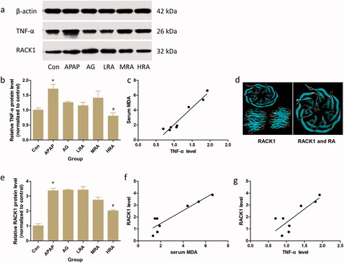 Figure 4. Effects of rosmarinic acid on RACK1/TNF-α signalling pathway. (a) The protein expression of TNF-α and RACK1 were analysed by western blotting. β-actin was used as an internal standard. (b) The relative level of TNF-α in liver. The results were expressed as the ratio of the investigated gene to β-actin. (c) Positive correlation of TNF-α protein level with serum MDA (r = 0.9391, p < 0.01). (d) Molecular docking result of RACK1 and RA. The crystal structure of RACK1 was blue and RA was yellow. The binding energy of RACK1 and RA was –7.4 kcal/mol. (e) The relative level of RACK1 in liver. The results were expressed as the ratio of the investigated gene to β-actin. (f) Positive correlation of RACK1 protein level with serum MDA (r = 0.8453, p < 0.01). (g) Positive correlation of RACK1 protein level with TNF-α protein level (r = 0.6778, p < 0.01). Values are presented as mean ± S.E.M. *p < 0.05 vs. control group (n = 8). #p < 0.01 vs. APAP group (n = 8).