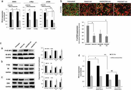 Figure 5. Notch upregulates PD-L1 through mTOR pathway. a) PD-L1 expression assessed by flow cytometry (MFI) in different cell subpopulation of MDA-MB-231 cells upon STAT3, c-Myc or mTOR knockdown using specific SiRNA. B&C) mTOR pathway activation upon treatment with notch inhibitor, MAPK/ERK inhibitor or PI3K/AKT inhibitor measured by: b) quantitative immunofluorescence of phosphorylated mTOR with representing images on top. c) phosphorylated and total 4E-BP1, S6 or ERK proteins as measured by western blot (left) with quantification (mean ± SEM) of blots from 3 different experiments (right). d) PD-L1 expression in different cell subpopulations of mTOR knocked down MDA-MB-231 breast cancer cells (Si-mTOR) compared with the scrambled ShRNA control (Sh-CONT) cells in the presence or absence of notch inhibitor