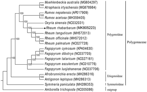 Figure 1. ML phylogenetic tree of R. rhabarbarum with 17 species was constructed by chloroplast genome sequences. The numbers at each node indicate bootstrap support. GenBank accession numbers are given in brackets. Subfamilies and family of the sampled taxa are shown on the right. Amborellat richopoda was selected as outgroup.