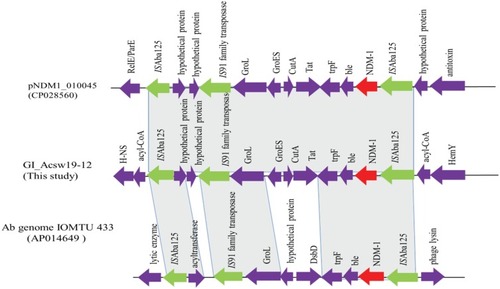 Figure 5 Schematic map of the genetic context of the GI_Acsw19-2. The resistance genes are indicated by red arrows, the mobile genes are indicated by the green arrows and other function genes are indicated by the purple arrows. Gray areas between open reading frames (ORFs) denote nucleotide identities with the similarity context.