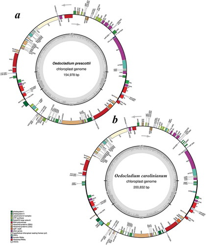 Fig. 13. Gene map of two Oedocladium chloroplast genomes: (a) – O. prescottii FACHB-2452; (b) –O. carolinianum FACHB-2453. Arrows show the direction of transcription. The same colour block shows the functional gene group (legend at bottom left). Transfer RNAs are represented by their one-letter amino acid code. The grey circle on the inside shows a graph of the GC content