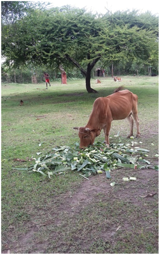 Figure 2. Dairy cow feeding on enset leaves.