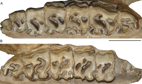 FIGURE 4. Neotype upper dentition of Chilotherium schlosseri (Weber, Citation1905) (GPIH 3015) from the Upper Miocene of Samos Island. Left (A) and right (B) upper toothrow. Scale bar equals 5 cm.