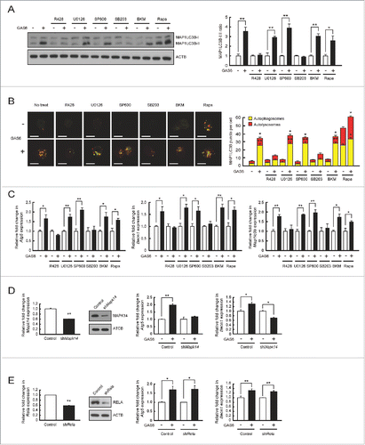 Figure 3. Inhibition of the MAPK14 pathway blocks GAS6-AXL signaling-mediated autophagy induction. (A to C) J774 cells expressing WT AXL or WT AXL and mCherry-EGFP-MAP1LC3B were treated with GAS6 (100 ng/ml) in the absence or presence of various kinase inhibitors for 24 h. After treatment, cell lysates were subjected to immunoblot analyses using anti-MAP1LC3B antibody and anti-ACTB antibody (A, left panel). The ratios of MAP1LC3B-I to MAP1LC3B-II are shown (A, right panel). Then, the formation of autophagosomes (yellow puncta) and autolysosomes (red puncta) was analyzed by confocal microscopy (B, left panel). Scale bar: 10 μm. Quantifications of autophagosome and autolysosome formation are shown in the right panel (B, right panel). Also, qRT-PCR was performed using mRNA from each cell as a template (C). R428, AXL inhibitor; U0126, MAP2K1/2 and MAPK1/3 inhibitor; SP600 (SP600125), MAPK8/9/10 inhibitor; SB203 (SB203580), MAPK11/14 inhibitor; BKM (BKM120), PtdIns3K inhibitor; Rapa (rapamycin), MTOR inhibitor; “−”, no treatment; “+”, treatment. (D) Control plasmid (Control) and shMap14 plasmid (shMap14) were transfected into WT AXL-expressing J774 cells. Then, qRT-PCR and immunoblot analyses were performed to measure the level of MAPK14 expression (left panel). After treatment with GAS6 (100 ng/ml) for 24 h, qRT-PCR was performed to detect Atg5 and Becn1 mRNA transcripts (right panel). “−”, no treatment; “+”, treatment. (E) Control plasmid (Control) and shRela plasmid (shRela) were transfected into WT AXL-expressing J774 cells. Then, qRT-PCR and immunoblot analyses were performed to measure the level of RELA expression (left panel). After treatment with GAS6 (100 ng/ml) for 24 h, qRT-PCR was performed to detect Atg5 and Becn1 mRNA transcripts (right panel). “−”, no treatment; “+”, treatment. All data represent the mean ± SEM from 3 independent experiments. *P < 0.05; **P < 0.01.