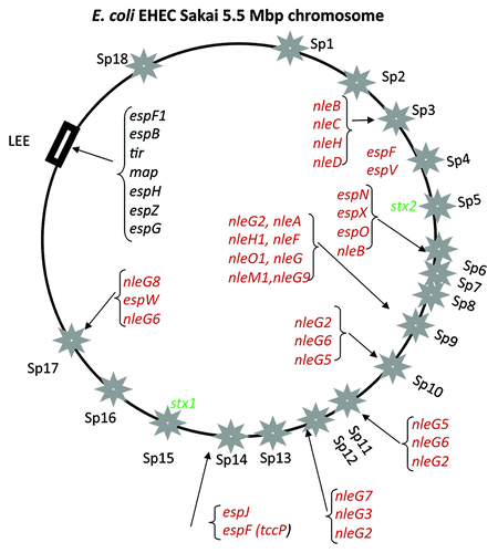 Figure 2. Prophage location on the E. coli O157:H7 strain Sakai genome map. Stars indicate prophages Sp1-Sp18 as named using the convention of.Citation38 Rectangular black box indicates the position of the LEE pathogenicity island. Four letter designations indicate effector genes (red) and toxins (green) identified within prophages and at the LEE island (black).Citation55